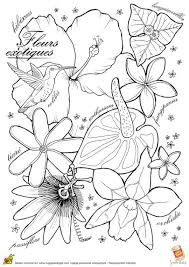 Coloriage Hibiscus Bougainvillier Anthurium Tiare Passiflore Fleurs Exotiques Coloriage Coloriage Fleur