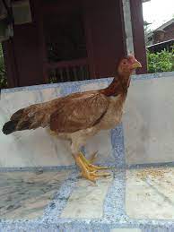 Make an offer or buy it now at a set price. For Sale From Reban Ayam Sabung Perked Ayam Kampung Malaysia Facebook
