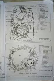 Maybe you would like to learn more about one of these? 1010 Gambar Sel Hewan Dan Sel Tumbuhan Dengan Penjelasannya Hd Gambar Hewan