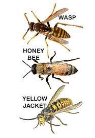 Yellow jacket removal & control. How To Meat Bee Trap Sierra Foothill Garden Bee Traps Meat Bees Bee