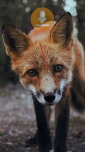 Animal Wallpaper Vahsi Hayvanlar Hayvan Cok Sirin Hayvanlar