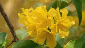 Image result for Peltophorum pterocarpum