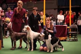 Image result for dog shows