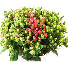 They made great dye for paper, but discovered afterwards that everything about this plant except for ripe berries is poisonous. Hypericum Berries Flowers For Sale Wholesale Hypericum Berries