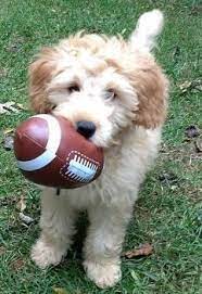 We look forward to helping you find your next family member. Goldendoodle Pets And Animals For Sale Illinois