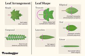 We did not find results for: Tree Leaf Chart Shape Margin And Venation