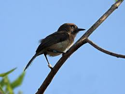 Image result for Newtonia