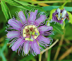 We did not find results for: Botany Nerd North Carolina Passiflora Species