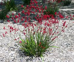 Image result for Anigozanthos