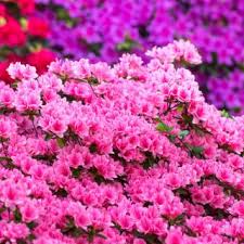 Maybe you would like to learn more about one of these? Potted Rhododendron Care Pruning And Re Potting
