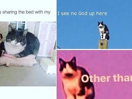 And even the no10 downing street cat larry. International Cat Day 2021 Funny Cat Memes And Jokes Feline Blue Hilarious Posts About Cats That Will Make Your Day