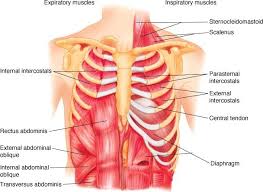 Check spelling or type a new query. Through This Post Let S Understand The Basics Of Breathing This Will Help The Readers With Future Posts Where We Will Cover The Influence Of Breathing In Yoga Asanas And Pranayama Techniques On