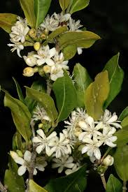 Image result for Tricalysia