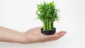 Check spelling or type a new query. How To Take Care Of Lucky Bamboo Plant All About Lucky Bamboo Plant