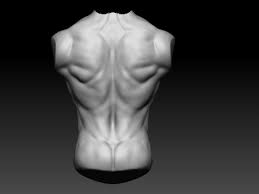The top countries of supplier is china, from which. D Laurence King Human Male Torso Anatomy Study