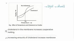 Choose The Best Option About How Cholesterol Affects Cell Membrane Fluidity?  Select One: Cholesterol Does Not Affect The Cell Membrane Fluidity; Cholesterol  Increases Fluidity At High Temperatures And Decreases Fluidity At Low