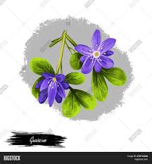 Check spelling or type a new query. Guaiacum Digital Art Image Photo Free Trial Bigstock