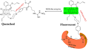 Animal cell illustrations & vectors. Novel Fluorescence Arginine Analogue As A Sensor For Direct Identification And Imaging Of Nitric Oxide Synthase Like Enzymes In Plants Scientific Reports