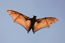 Rabies is primarily carried by skunks, bats, raccoons, foxes and coyotes. Cdc Bats Rabies