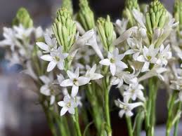 Image result for Polianthes tuberosa