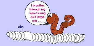 Read about threadworms (pinworms), which are tiny worms in your poo. How I Breathe The Adventures Of Herman The Worm U Of I Extension