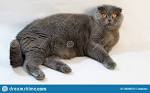 Scottish Fold - Wikipedia