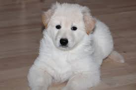 There is no way to tell what color your german shepherd puppy will be until it's. Beautiful White German Shepherd Puppies Manchester Greater Manchester Pets4homes