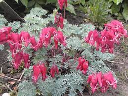 Dicentra Bleeding Heart Organic Gardening Books Bleeding Heart Perennial Plants