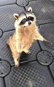 But that doesn't mean chocolates are beneficial. Hungry Raccoon Jumps On Its Hind Legs And Tries To Snatch His Bag Of Brownies Daily Mail Online