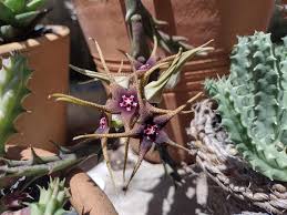 Image result for Orbea caudata