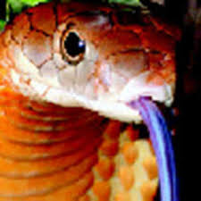 Джанни десенцо, мэри мэтилин маусер, уильям забка и др. King Cobra Under Threat Put On Red List Chennai News Times Of India