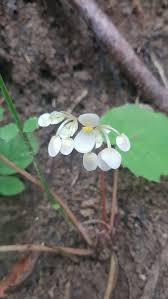 Image result for Begonia meyeri-johannis