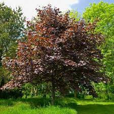 The frostbearing tree is a landmark in dragonspine, functioning similarly to statue of the seven. Crimson King Maple Trees For Sale Fastgrowingtrees Com