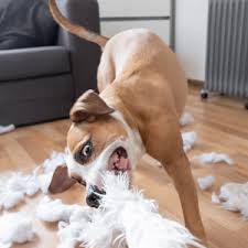 Max 10 monate knabbert teppich ? Green Hero Knabber Ex Erziehungsspray Fur Hund Katze Verhindert Knabbern Ankauen Von Mobeln Schuhen U V M Bitterspray Knabberstopp 500 Ml Amazon De Haustier