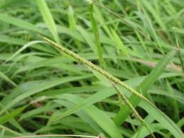 Image result for Ischaemum afrum