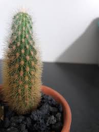 Find out how to care for and grow cacti on hgtv.com. Etiolation Why Your Thin Cactus Is Not Growing Healthy Examples Solutions Faqs And More R Cactus
