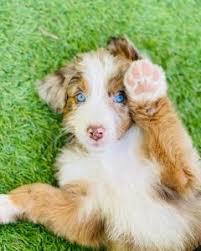 What are the traits of an australian shepherd? Best Aussiedoodle Generations 2021 F1 F1b F1bb F2 F2b F3 We Love Doodles