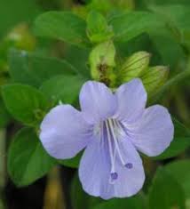 Image result for Barleria galpinii