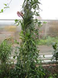 Image result for Bignonia callistegioides