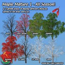 We did not find results for: Mature Maple Trees Landscaping For Second Life C Robin Wood 2009