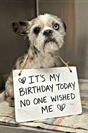 Get well wishes for a sick animal on its birthday