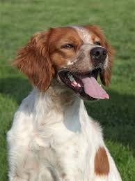 Image result for bretanský dlouhosrstý ohař