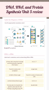 Describe how this changed the protein. Dna And Rna Worksheet Quizlet