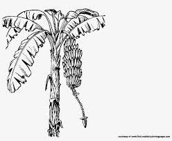 We did not find results for: Png Clipart Coconut Tree Black And White Clip Art