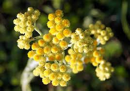 Image result for Helichrysum argyrosphaerum