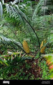 Image result for Encephalartos villosus