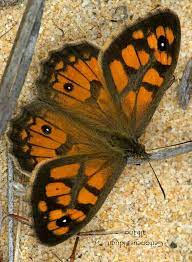 Geitoneura Klugii Mariposas De Colores Mariposa De Amor Fotos Lindas
