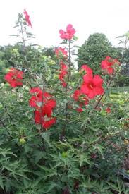 One of the best pure red hibiscus. Lord Baltimore Perennial Hibiscus Hardy Hibiscus Perennials All Almost Eden