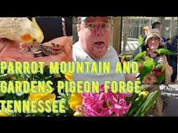 parrot mounn and gardens pigeon