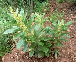 Image result for Searsia monticola